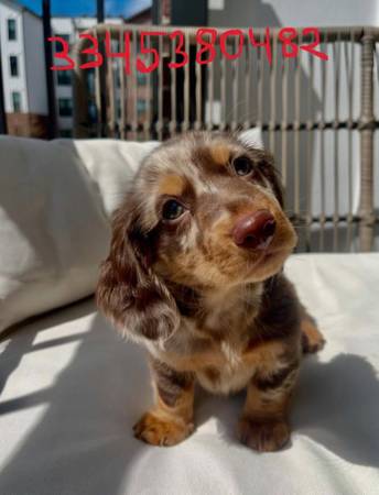 cuddlepuppycuddlepuppy mini dachshunds (Bismarck)63886911243907120