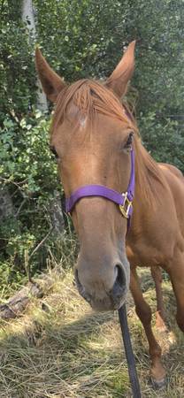 Thoroughbred horse (mare) 1