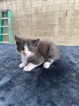 Playful Kittens Need Loving Homes (Los Angeles)63829899999873122