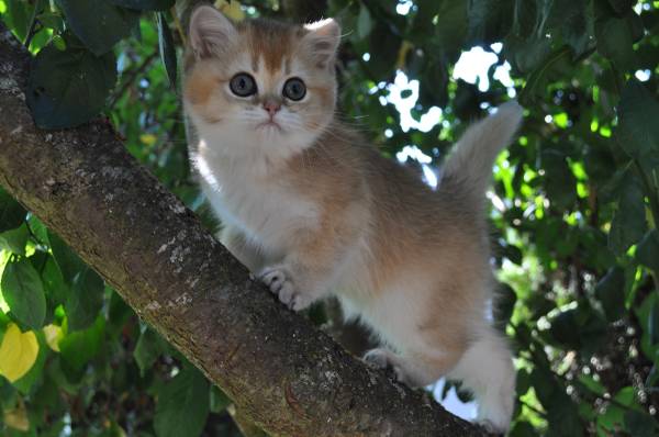 Gatita hembra63862434793475120