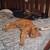 Lost Orange cat with white-tipped tail 2 thumbnail