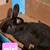 Bunnies for sale 4 thumbnail