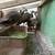 PEACOCKS CHICKS 4 thumbnail