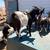 Goats 3 thumbnail