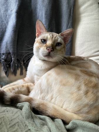 White and Brown Cat Lost (Vancouver)63842374143363120