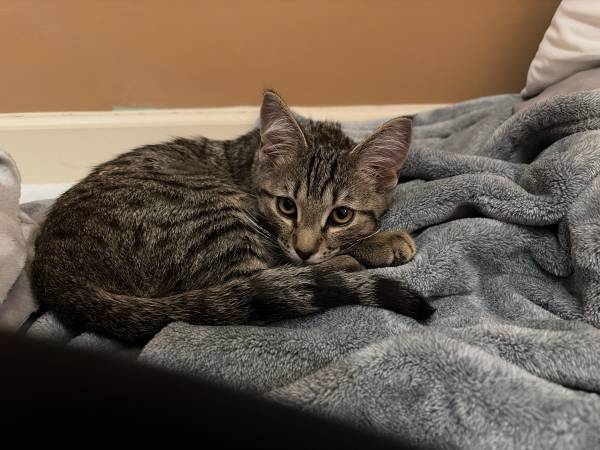 Kitten needs a home 1