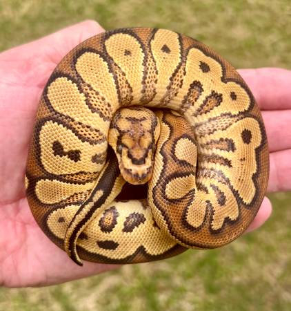 Baby Red Stripe Yellow Belly Clown Male Ball Python Snake (Snakes) (Flower Mound)63937540367363120
