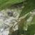 Ramshorn snails for sale 2 thumbnail