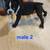 Boston terrier puppies 4 thumbnail