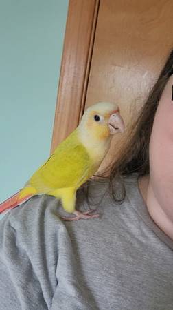 Cinnamon Dilute Green Cheek Conure - $45063872020078337120
