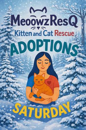 NON-PROFIT KITTEN & CAT RESCUE ADOPTIONS ~ EVERY SATURDAY in OC 1