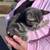 Gray Kitten 2 thumbnail