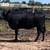 Registered Angus Heifer 1 thumbnail