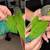 Green cheeks 2 thumbnail