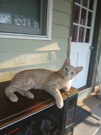 Fostered Male Kitten: Available for adoption to Loving family (Snellville)63922482337667122