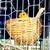 Super Healthy Canaries 2 thumbnail