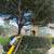 Tree trimmng, removal 🏡🪵🌴🌳 8 thumbnail