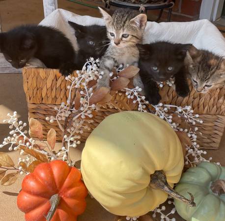 Kittens 1