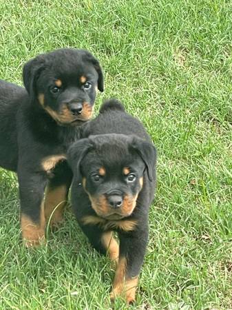 Cachorros Rottweiler (Mcloud)63670591679491122