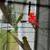 4 yellow parakeet males 1 thumbnail