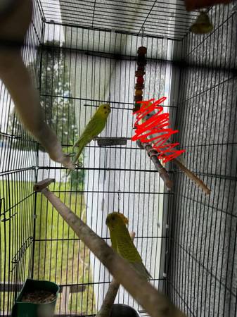 4 yellow parakeet males 1