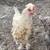 Chickens 1 thumbnail
