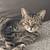 House Sitter/Pet Sitter/DogWalker (Optional Room avail in x for svces) 2 thumbnail