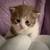 British shorthair 2 thumbnail