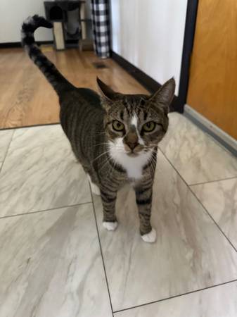 Gato (Rogersville)63822614194819120