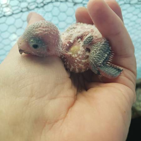 Bby parakeets 1