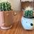 Golden barrels cactus 7 thumbnail