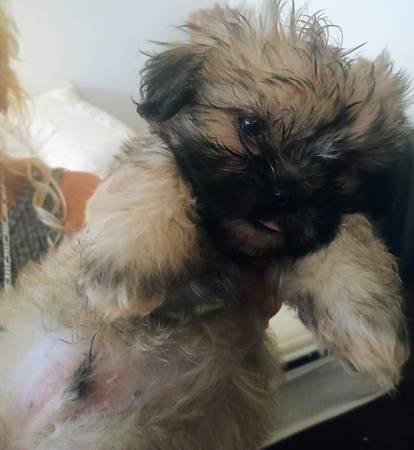 Mal-Shi Puppies 8 weeks old (Lilburn)63881506385153124