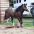 Dbl Reg. BLACK BEAUTY 2 yr old filly! 5 thumbnail