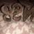 branding iron- cast iron 6 thumbnail