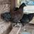 2 chicken hens 1 thumbnail