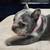Rehoming French bulldog puppies 3 thumbnail