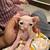 Sphynx couple 4 thumbnail