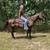 Gentle Quarter Horse Mare - Demi 2 thumbnail