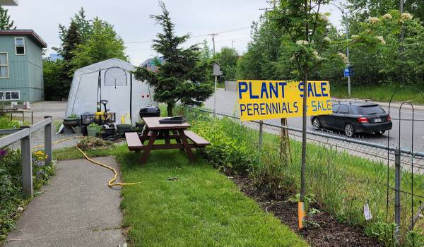 Perennial Alaskan Native and Rock Gaiden Plants 1