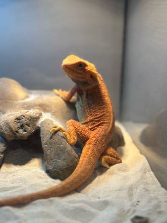 Bearded dragon tank enclsure (Hialeah)63936141637634121