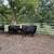 Bred cows 6 thumbnail
