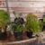 One agave, 4 succulents and one cactus 4 thumbnail