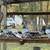 Homing pigeons 1 thumbnail