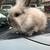 Bunnies to new home 3 thumbnail