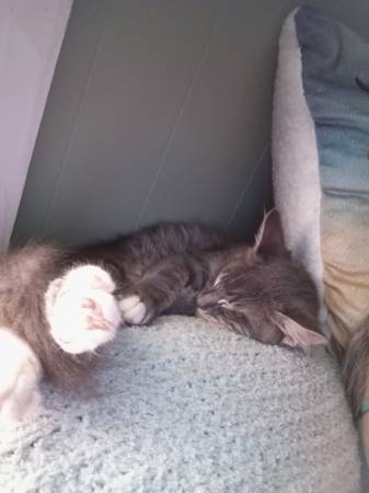 Gatito macho (Evergreen Alabama)63668241917441121
