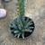 Agave queen victoria 4 thumbnail