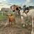 7 Nigerian goats for sale 4 thumbnail
