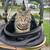 Dog Stroller Needs a New Home – Your Pet Will Thank You 🐶💖” 4 thumbnail