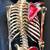 Human Skeleton Full Articulated Good Deal 8 thumbnail