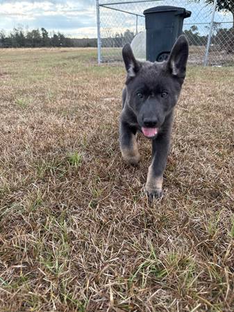 🐾 CKC Blue German Shepherd Puppy — Scarlett (Female) 1